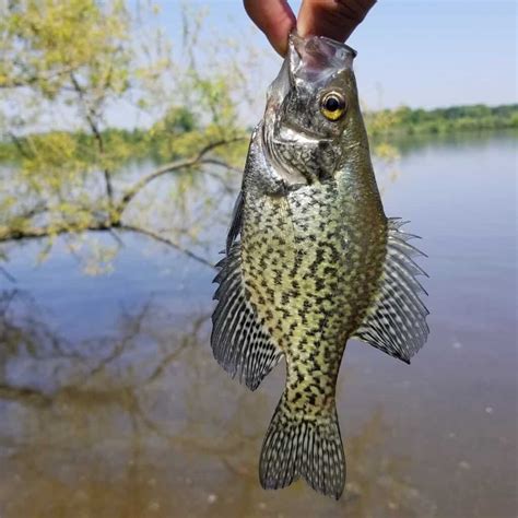 crappie fish